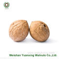 high quality low priced Walnuts Kernels Light Pieces